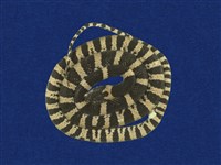 藏品(大齒蛇)的圖片